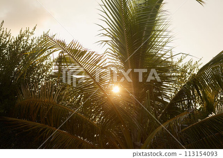 Sun shines through coconut palm trees with sun flares Sun shines through coconut palm trees with sun flares 113154093
