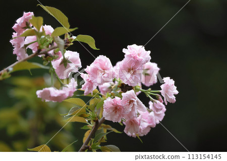 flowering cherry cultivar with pink flowers on branch flowering cherry cultivar with pink flowers on branch 113154145