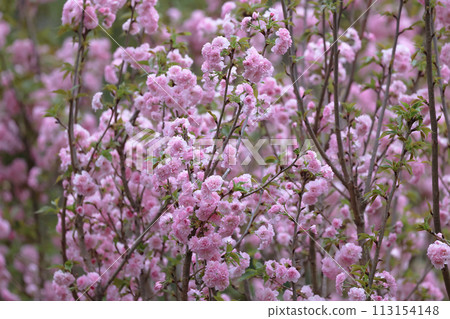 flowering cherry cultivar with pink flowers on branch 113154148