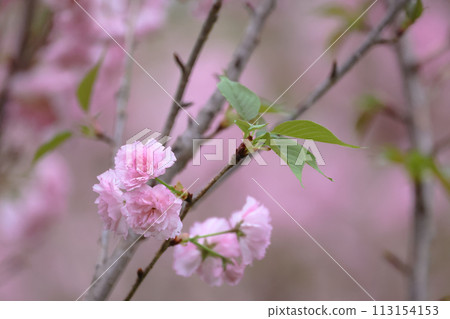 flowering cherry cultivar with pink flowers on branch 113154153