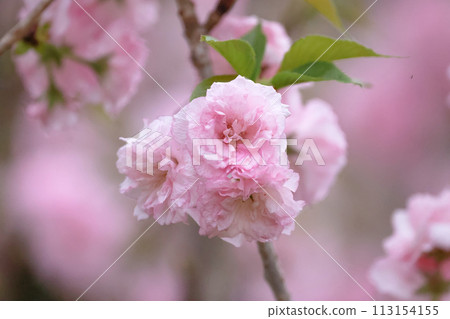 flowering cherry cultivar with pink flowers on branch flowering cherry cultivar with pink flowers on branch 113154155