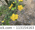 Flowers in the sun. Yamabuki 113154163