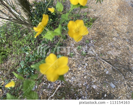 Flowers in the sun. Yamabuki Flowers in the sun. Yamabuki 113154163