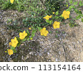 Spring yellow: Yamabuki 113154164