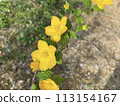 Lover of the Sun Yamabuki 113154167