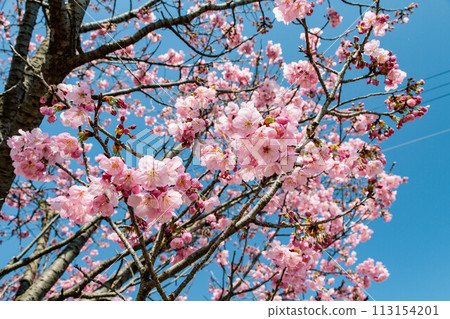 Double-flowered cherry blossoms in full bloom against a blue sky Double-flowered cherry blossoms in full bloom against a blue sky 113154201