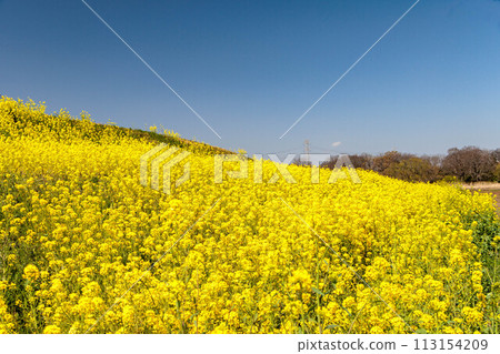 Rape blossoms shining in the blue sky Rape blossoms shining in the blue sky 113154209