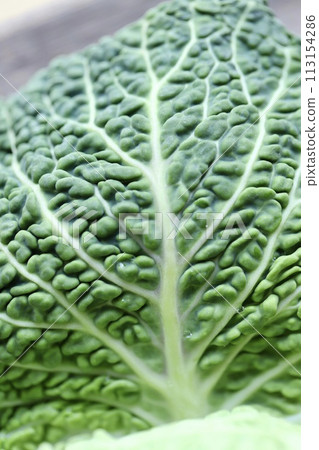低農藥種植的高麗菜、新鮮生蔬菜 113154286