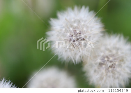 Fluff seeds of flowers blooming on the roadside 113154349