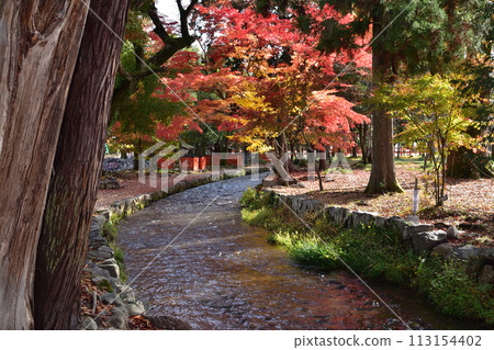 上賀茂神社和奈良小川的秋葉 113154402