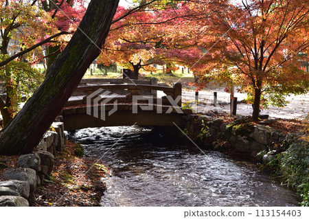 Autumn leaves at Kamigamo Shrine and Nara Stream Autumn leaves at Kamigamo Shrine and Nara Stream 113154403