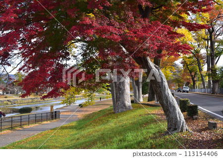 京都加茂街道上賀茂橋附近的秋葉 京都加茂街道上賀茂橋附近的秋葉 113154406