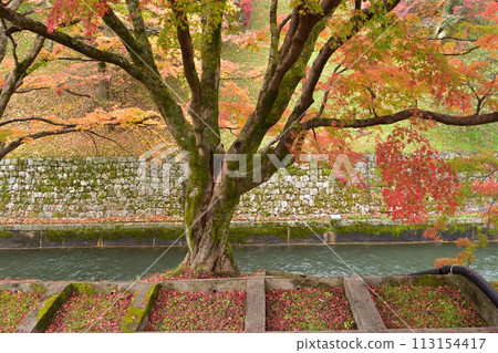 京都山科運河的秋葉 113154417