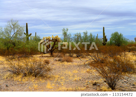 San Tan Mountains Sonora Desert Arizona San Tan Mountains Sonora Desert Arizona 113154472