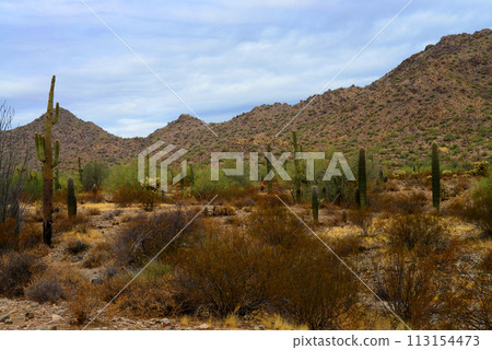 San Tan Mountains Sonora Desert Arizona 113154473