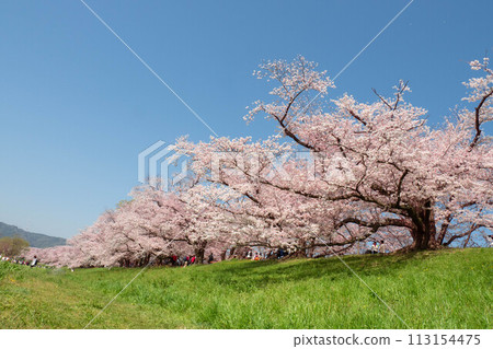 櫻花隧道 櫻花隧道 113154475