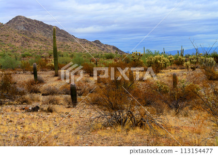 San Tan Mountains Sonora Desert Arizona 113154477