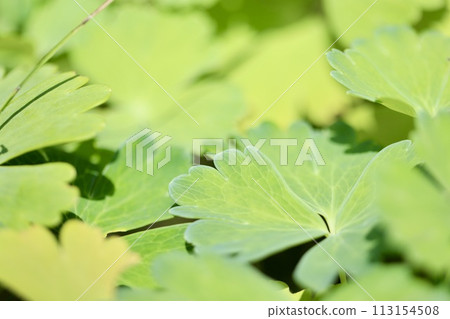 陽光明媚的日子，花園裡的綠葉 113154508