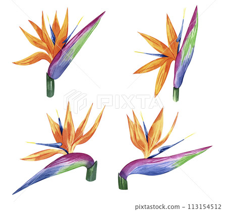 Bird of paradise set Watercolor illustration of tropical flower strelitzia isolated on white background. Hand drawn exotic floral. Bird of paradise. Perfect clipart element for greeting cards 113154512