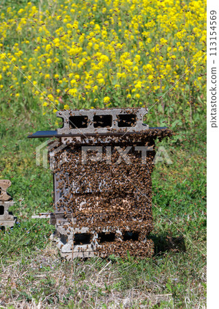 A swarm of bees parting ways A swarm of bees parting ways 113154569