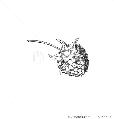Hand drawn vector sketch of raspberry in black and white style. Hand drawn vector sketch of raspberry in black and white style. 113154607