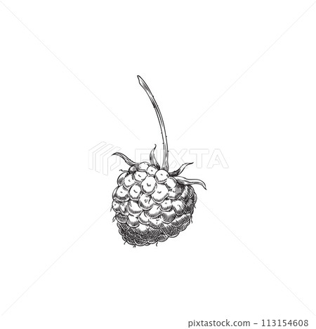 Hand drawn vector black and white sketch of raspberry on isolated background. Hand drawn vector black and white sketch of raspberry on isolated background. 113154608
