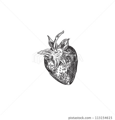 Hand drawn vector sketch of strawberry on isolated background. Hand drawn vector sketch of strawberry on isolated background. 113154615