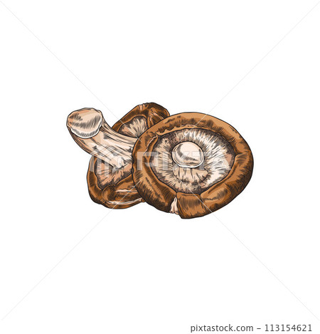 Hand drawn brown shiitake mushrooms sketch style, vector illustration 113154621
