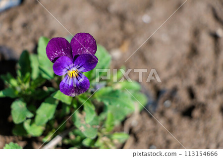 春天花壇裡盛開的紫色三色堇花 113154666