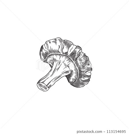 One shiitake mushroom engraved hand drawn vector sketch, Asian raw fungus or fungi, natural organic vegan food isolated 113154695