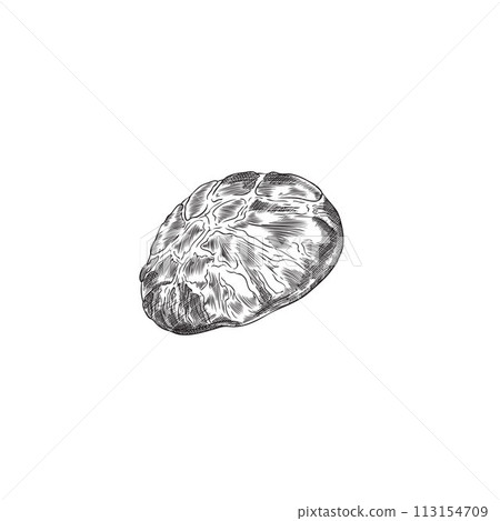 Shiitake mushroom cap engraved hand drawn sketch, Asian raw fungus or fungi, natural organic vegan food vector isolated Shiitake mushroom cap engraved hand drawn sketch, Asian raw fungus or fungi, natural organic vegan food vector isolated 113154709