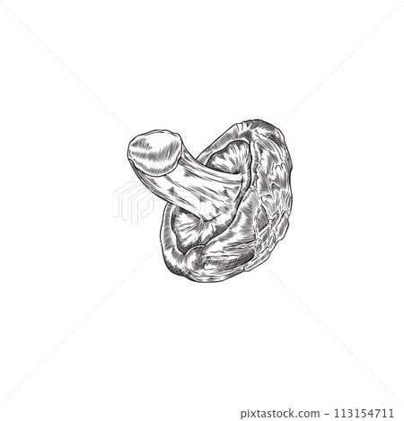 Graphic black and white drawing of a shitake mushroom, on an isolated background. Graphic black and white drawing of a shitake mushroom, on an isolated background. 113154711