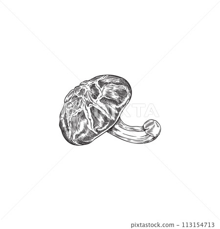 Detailed pencil sketch of a shiitake mushroom in vector. Detailed pencil sketch of a shiitake mushroom in vector. 113154713
