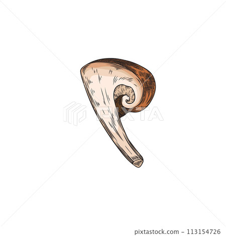 Hand drawn part of brown shiitake mushroom sketch style, vector illustration 113154726