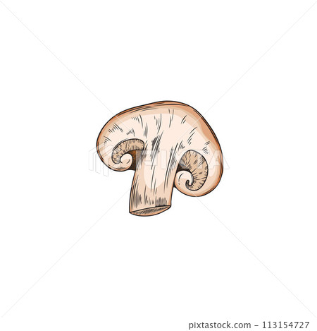 Hand drawn vector shiitake cut in half on isolated background. Hand drawn vector shiitake cut in half on isolated background. 113154727