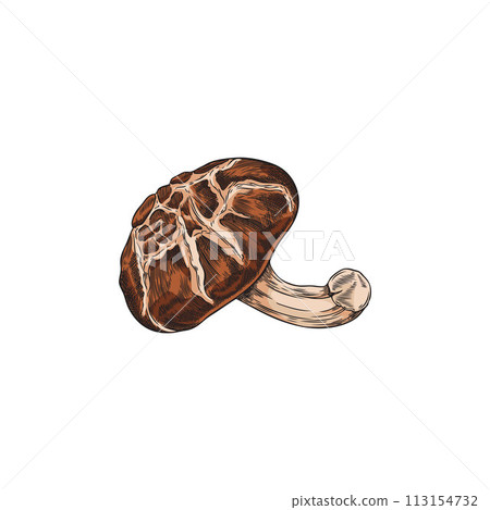 Shiitake mushroom hand drawn vector illustration, Asian raw forest fungus or fungi, natural organic vegan food isolated 113154732