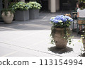 A potted hydrangea on the terrace of a restaurant. 113154994