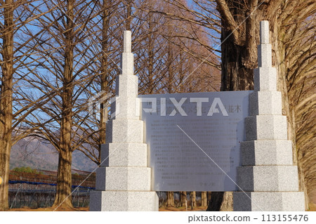 Rows of fallen Metasequoia trees and stone monuments in winter, Makino Town, Takashima City, Shiga Prefecture 113155476