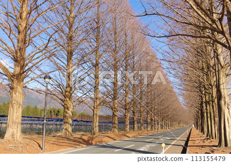 滋賀縣高島市牧野町冬季的水杉林蔭路 滋賀縣高島市牧野町冬季的水杉林蔭路 113155479