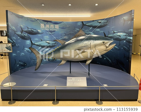 東京豐洲市場海鮮批發大樓內的藍鰭鮪魚 113155939