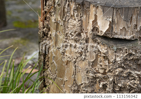 Stump eaten by termites 113156342