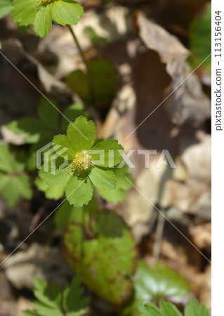 Dwarf masterwort 113156404