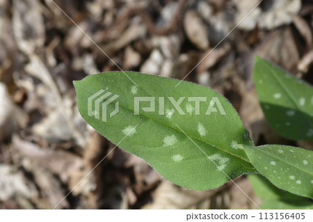 Common lungwort 113156405