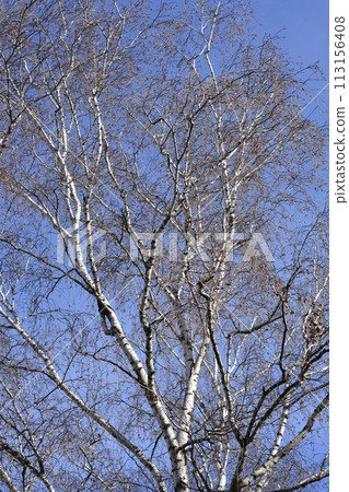 Common birch 113156408