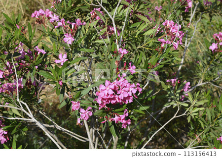 Common oleander 113156413