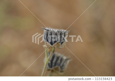 Velvetleaf, 113156423
