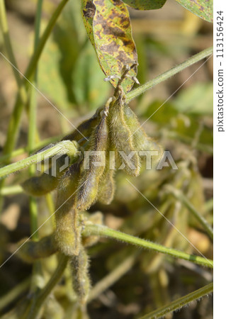 Soybean 113156424