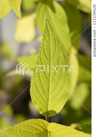 Pineapple sage Ananas Pineapple sage Ananas 113156426