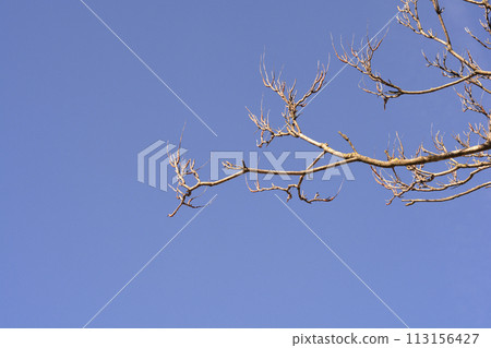 Tree of heaven 113156427