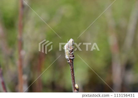 Alder-leaved serviceberry Mandam 113156431